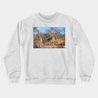 Four giraffes in the morning light Crewneck Sweatshirt